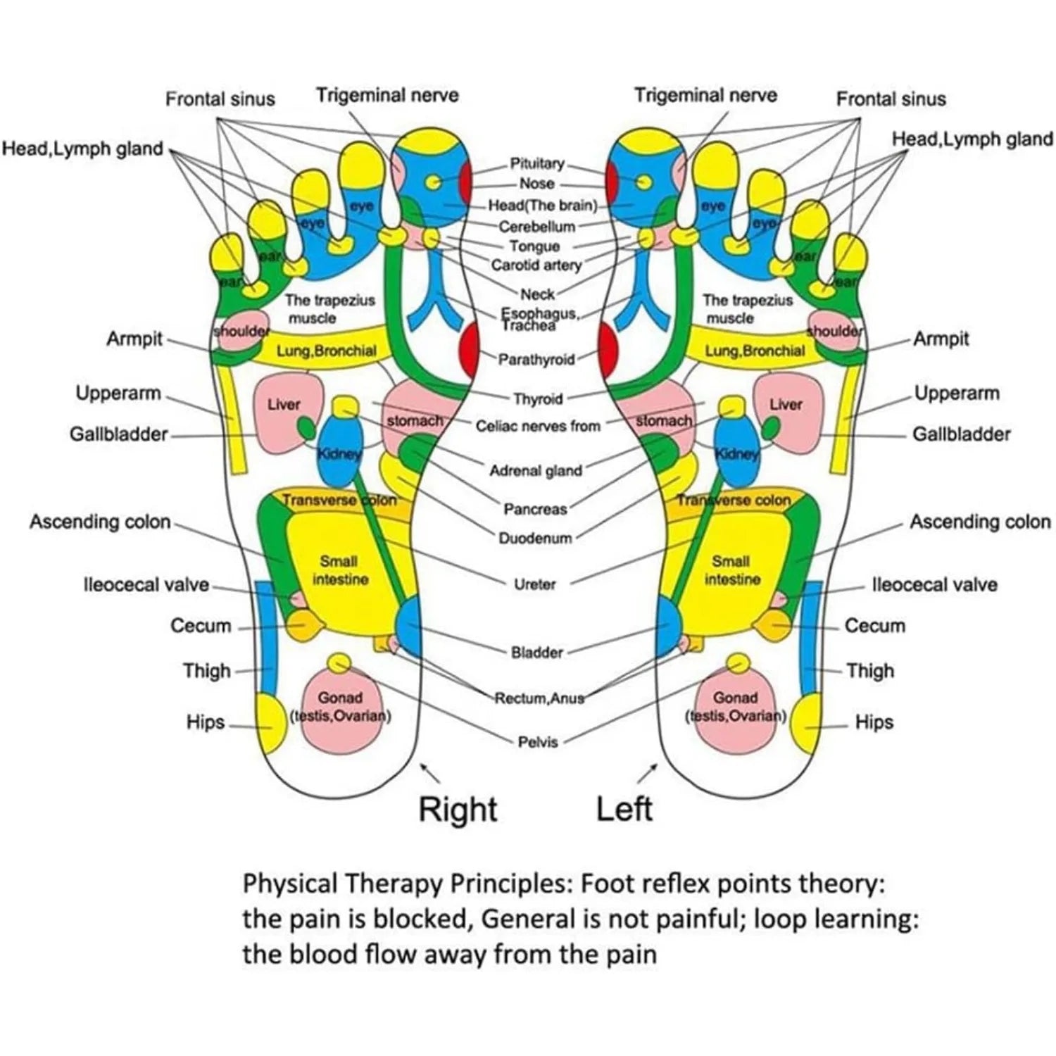 Almohadilla de acupresión Almohadilla de masaje de reflexología podal Cuidado de la salud Almohadilla de presión para pies para caminar Almohadilla de masaje de reflexología Masajeador de pies